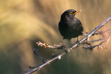 Portrait of Common blackbird (Turdus merula) perched on branch in front of brown green blackground