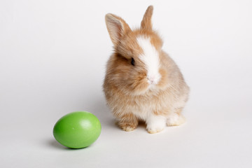 cute little Easter Bunny with egg isolated on white background