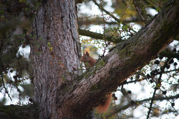 Eichhörnchen in Baum