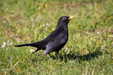 Common blackbird (Turdus merula) on green grass background