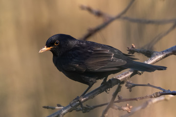 Portrait of Common blackbird (Turdus merula) perched on branch in front of brown green blackground