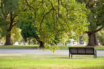 Solo bench under a tree - Melancholic scene