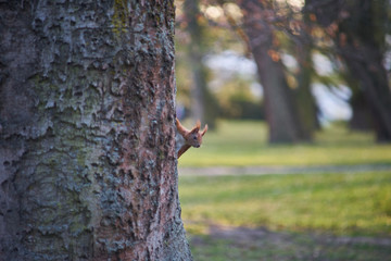 Fototapeta neugieriges Eichhörnchen im Viewegs-Garten obraz