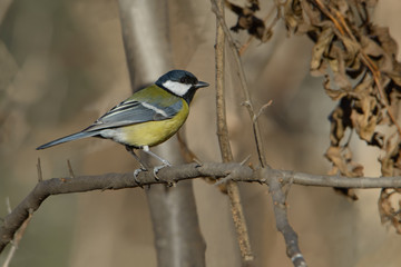 Great Tit (Parus major) songbird perched on a branch on the tree Background. Natural wildlife scene.