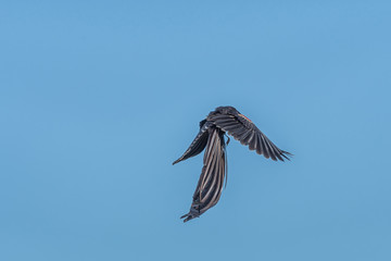 Male Long-tailed Widowbird, Euplectes progne, in breeding colours, flying