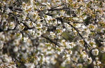 Baumblüte