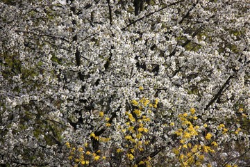 Baumblüte