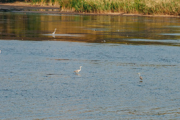 Pond. Ecological concept. Summertime