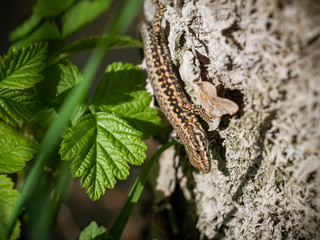 Lézard des murailles.
