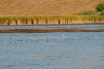 Pond. Ecological concept. Summertime