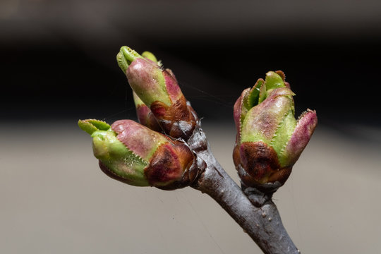 Buds apple hot sale