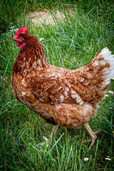 Jolies poules de compagnie