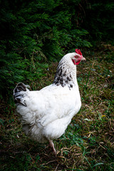 Jolies poules de compagnie