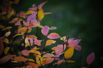 Colorful leaves in warm colors