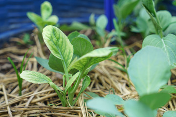 Gai lan seedlings in the garden, the leaves are pale due to the lack of nitrogen.