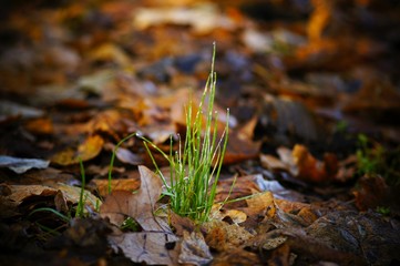 lonely growing grass among colorful leaves