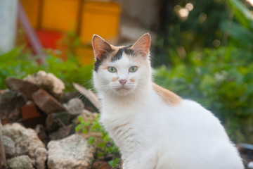 野良猫・三毛猫の写真	
