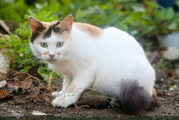 野良猫・三毛猫の写真