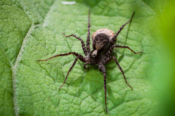 Macrophotographie, Insecte posé sur une feuille