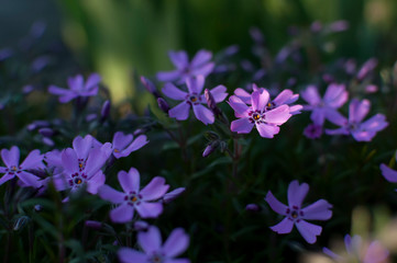 Małe ,fioletowe kwiaty kwitnące wiosną  i oświetlone naturalnym słonecznym światłem. - obrazy, fototapety, plakaty