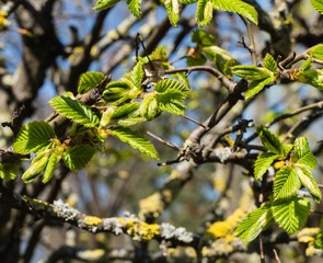 Knospen Hainbuche 