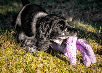 Springer Spaniel - szczeniak w ogrodzie © Krzysztof