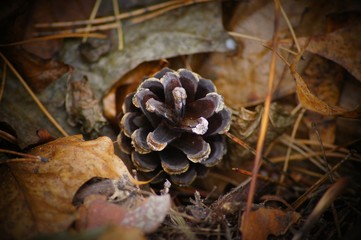 A lonely pine cone on pine leaves and needles.