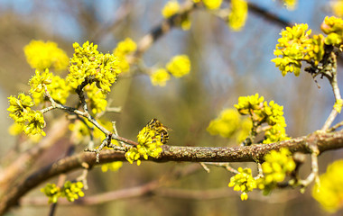 Honey bee collects nectar on yellow flowers, pollination of spring flowers on a tree, blue sky through the branches of trees on a bright sunny day, selective focus