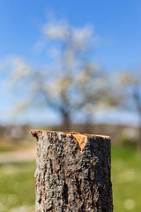 Sciete drzewo. Suchy pien. Wiosenne porzadki w ogrodzie.  Zblizenie drzewa. Wiosna w ogrodzie.  Stokrotki i mlecze na lace.  Ogrod pod blekitnym niebem. © ff25