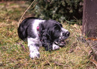 Springer Spaniel - szczeniak w ogrodzie © Krzysztof