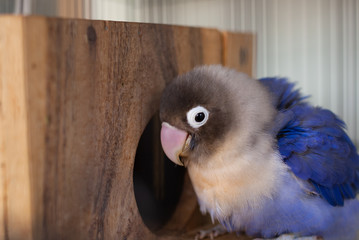 青いボタンインコ（ラブバード）の写真