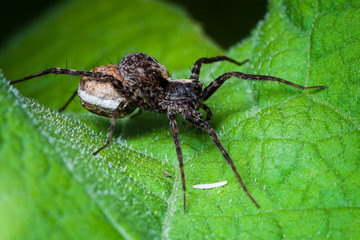 Macrophotographie, Insecte posé sur une feuille