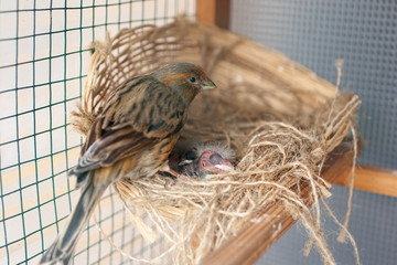 鳥の親子、ひなの写真