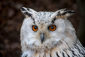 snowy owl portrait