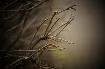 Gray branches without leaves in a foggy forest.
