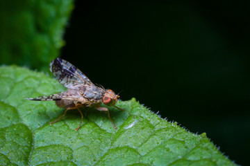 Macrophotographie, Insecte posé sur une feuille