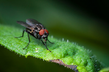 Macrophotographie, Insecte posé sur une feuille