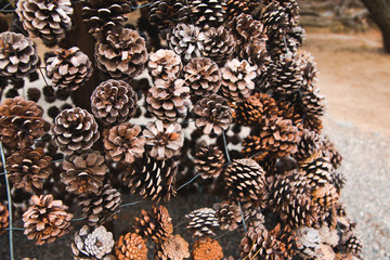 Naklejka na ściany i meble pine cones on the ground
