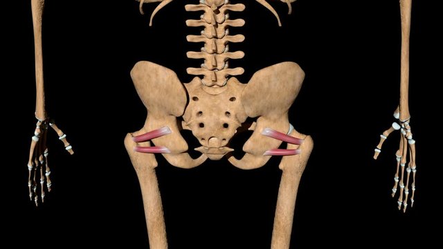 Superior And Inferior Gemellus Muscles On Skeleton