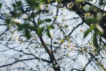 trees, canyons, flower, bloom, nature, branch, winter, cherry, white, sky, plant, blues, season, flower, beuty, cold, flower, bloom, blooming, ice, beautiful, glazed, spring, summer, forest sad apple 