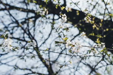 trees, canyons, flower, bloom, nature, branch, winter, cherry, white, sky, plant, blues, season, flower, beuty, cold, flower, bloom, blooming, ice, beautiful, glazed, spring, summer, forest sad apple 