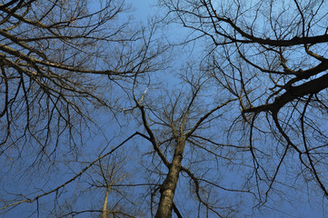 Upward perspective view of silhouettes of bare trees against a blue sky.