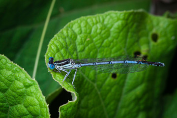 Macrophotographie, Insecte posé sur une feuille