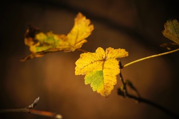 Autumn leaves in the light of the morning sun 