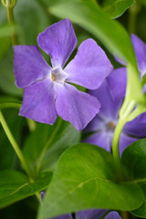 Green plant and purple vinca flower. Precious and resistant evergreen shrub.