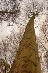 Ein Blick nach oben entlang eines Baumes was von unten  bis oben gemustert ist. Auch mit Efeu...