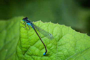 Macrophotographie, Insecte posé sur une feuille