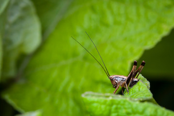 Macrophotographie, Insecte pos&eacute; sur une feuille