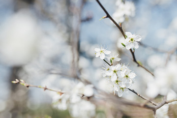 trees, canyons, flower, bloom, nature, branch, winter, cherry, white, sky, plant, blues, season, flower, beuty, cold, flower, bloom, blooming, ice, beautiful, glazed, spring, summer, forest sad apple 