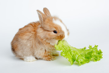 cute little Easter Bunny eating salad leaf isolated on white background